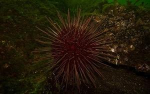 Red sea urchin