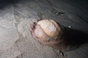 Huge sea snail