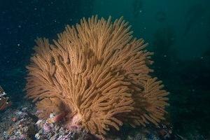 Golden gorgonian