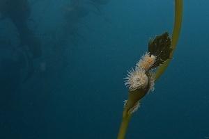 A tiny anemones on the kelp