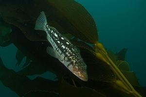 Kelp bass