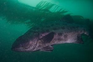 Giant Black Sea Bass