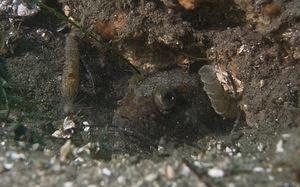 A sarcastic fringehead peering out of its hole