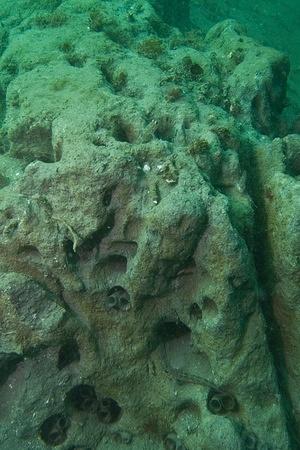 Goby condos in the clay