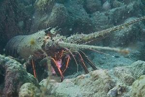 A spiny lobster feeding