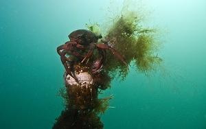 Crab on the lobster research marker