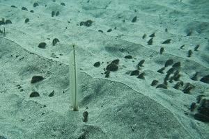 Sea pen in the sand