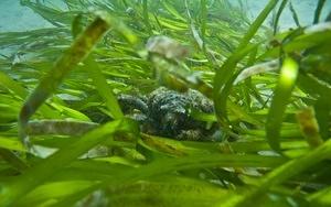 Sheep crab in the eel grass