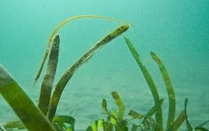 A bay pipefish in the eelgrass