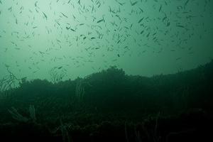 Small school of fish at the top of the canyon