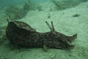 California sea hare