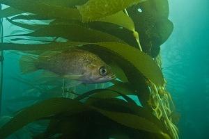 Kelp rockfish