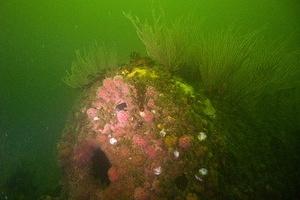 2008.09.01 Diving the Hogan and Yukon wrecks