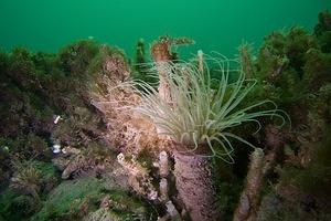 2008.09.14 La Jolla Shores morning dive