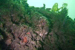 A lone catalina goby on the wall