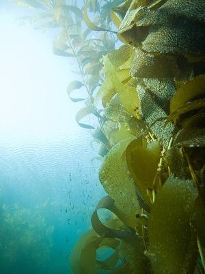 Kelp and minnows