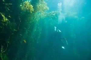 Swimming on the kelp's border