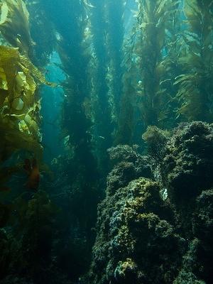 In the kelp