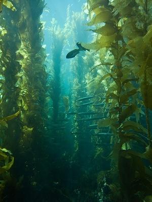 Pacific Barracuda in the kelp
