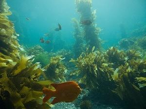 Garibaldi in the sea palms