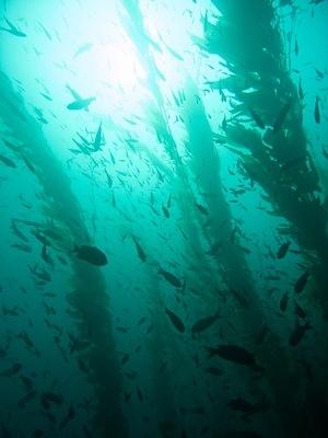 Sun and fish in the kelp