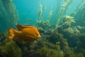 Garibaldi and kelp