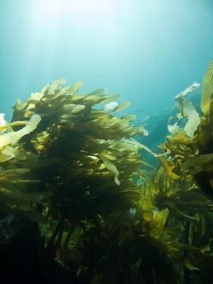 Palm kelp