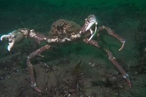 A large sheep crab wants a fight