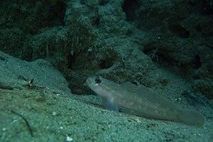 Black eyed goby