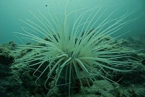 tube dwelling anemone