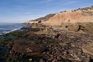 Tide pool hunting