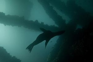 Sea lion in Elly's supports