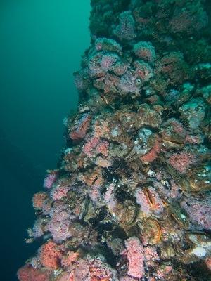 Scallops and anemones