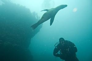 A sea lion visits Adam