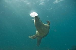 Sea lion blowing bubbles