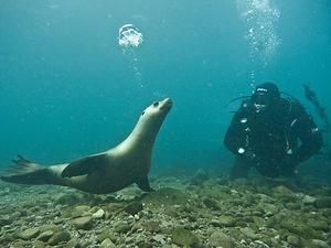 A sea lion blows bubbles with Adam