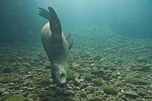 A twisting sea lion hello