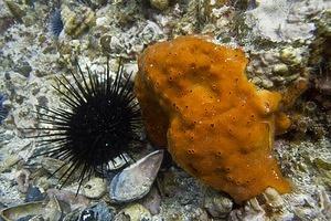 Orange sponge and an urchin