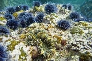 Urchins and anemones