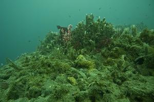 Small cluster of strawberry anemones