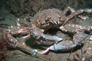 A sheep crab