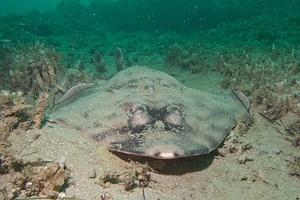 Shovelnose guitarfish