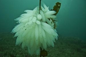 Squid eggs on a strand of kelp