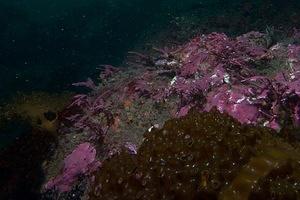 Greenling in the purple algae