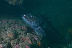 Lingcod