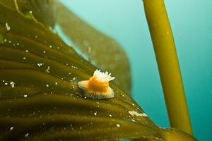Tiny anemone tucked up on the kelp