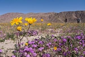 Yellow and purple off Henderson Canyon