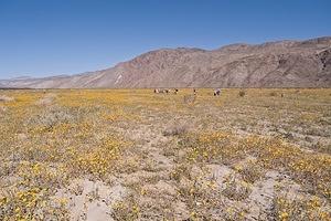 A sea of yellow on the desert floor