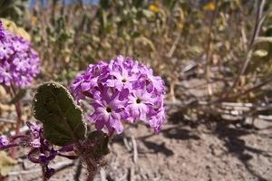 Desert sand-verbena