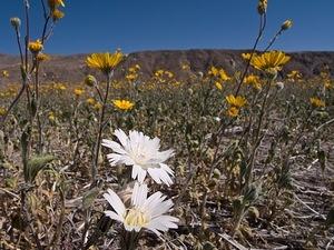 Desert Chicory and sunflowers